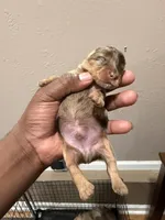 Chocolate Male, a male Yorkshire Terrier and Biewer for sale in Madison, AL – 2 of 5