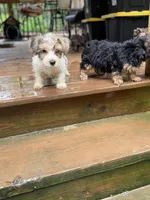 Parti Male, a male Yorkshire Terrier for sale in Madison, AL – 2 of 3