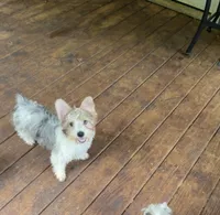 Standard Parti Yorkie, a male Yorkipoo and Yorkshire Terrier for sale in Madison, AL – 2 of 5