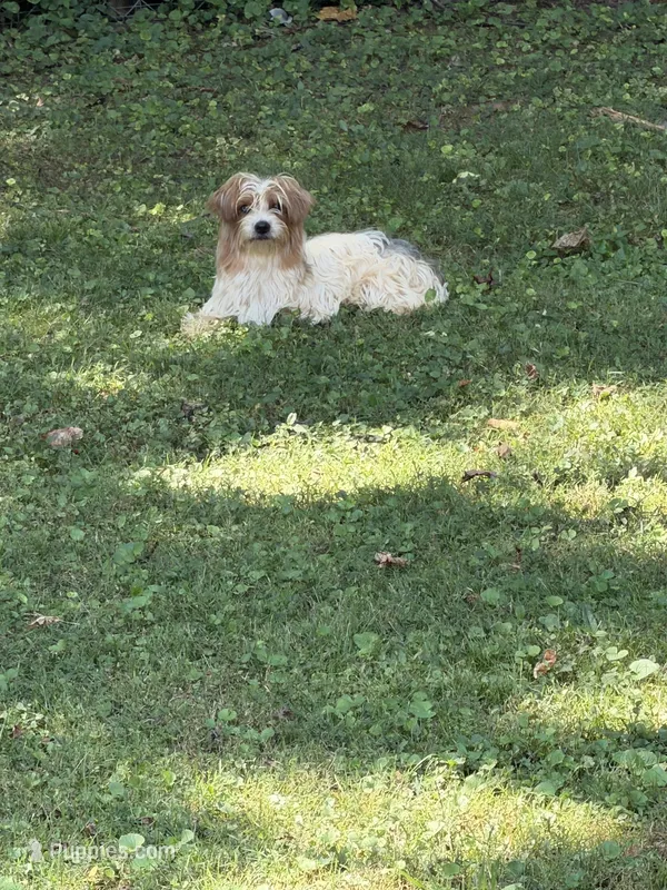 LoLo , a male Yorkipoo and Yorkshire Terrier for sale in Madison, AL – 1 of 5