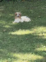 LoLo , a male Yorkipoo and Yorkshire Terrier for sale in Madison, AL – 1 of 5