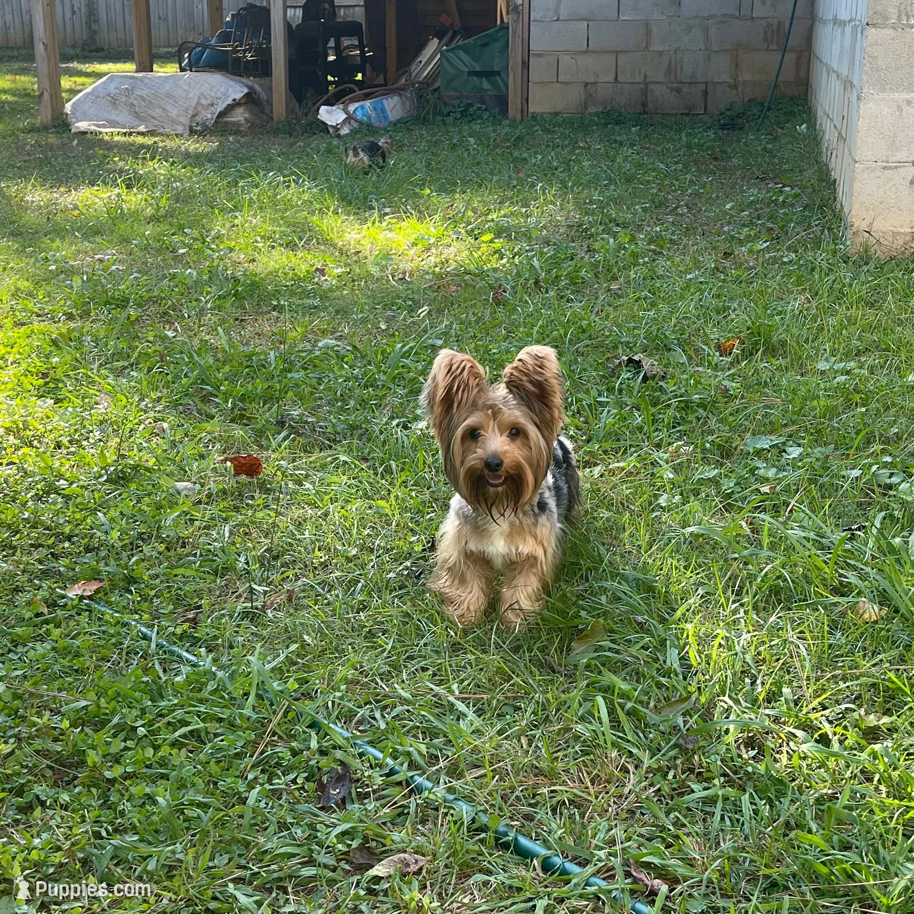 Kreme, a male Yorkshire Terrier and Biewer for sale in Madison, AL – Photo 4 of 6
