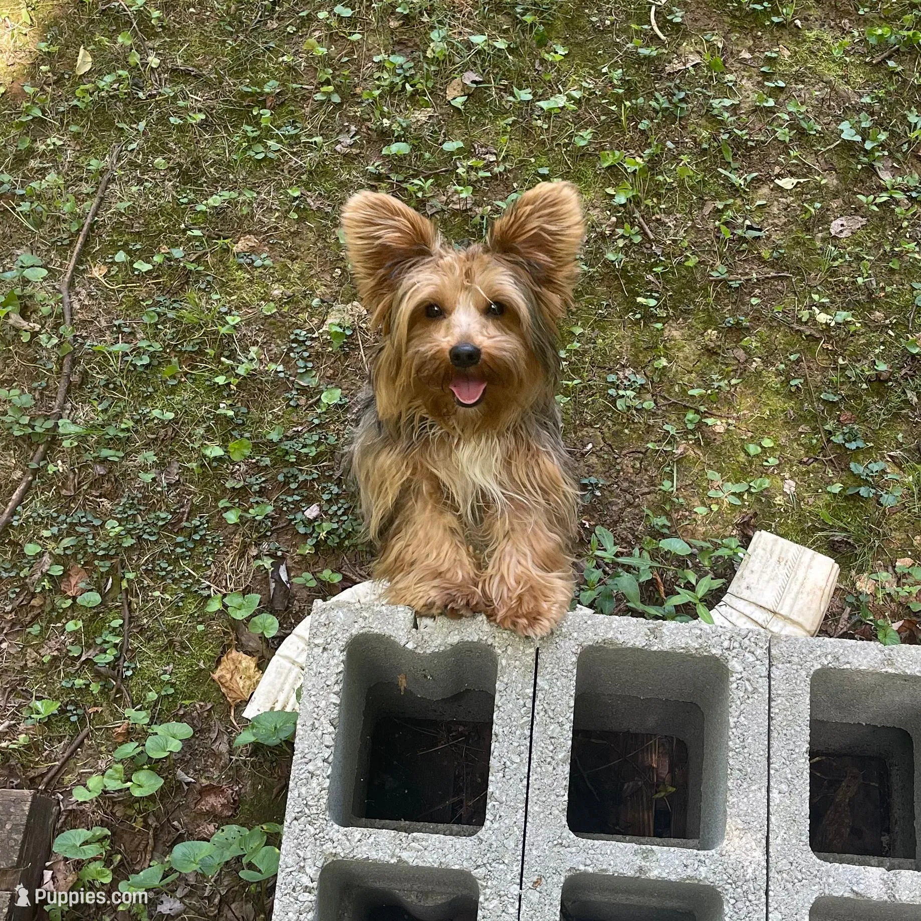 Kreme, a male Yorkshire Terrier and Biewer for sale in Madison, AL – Photo 2 of 6