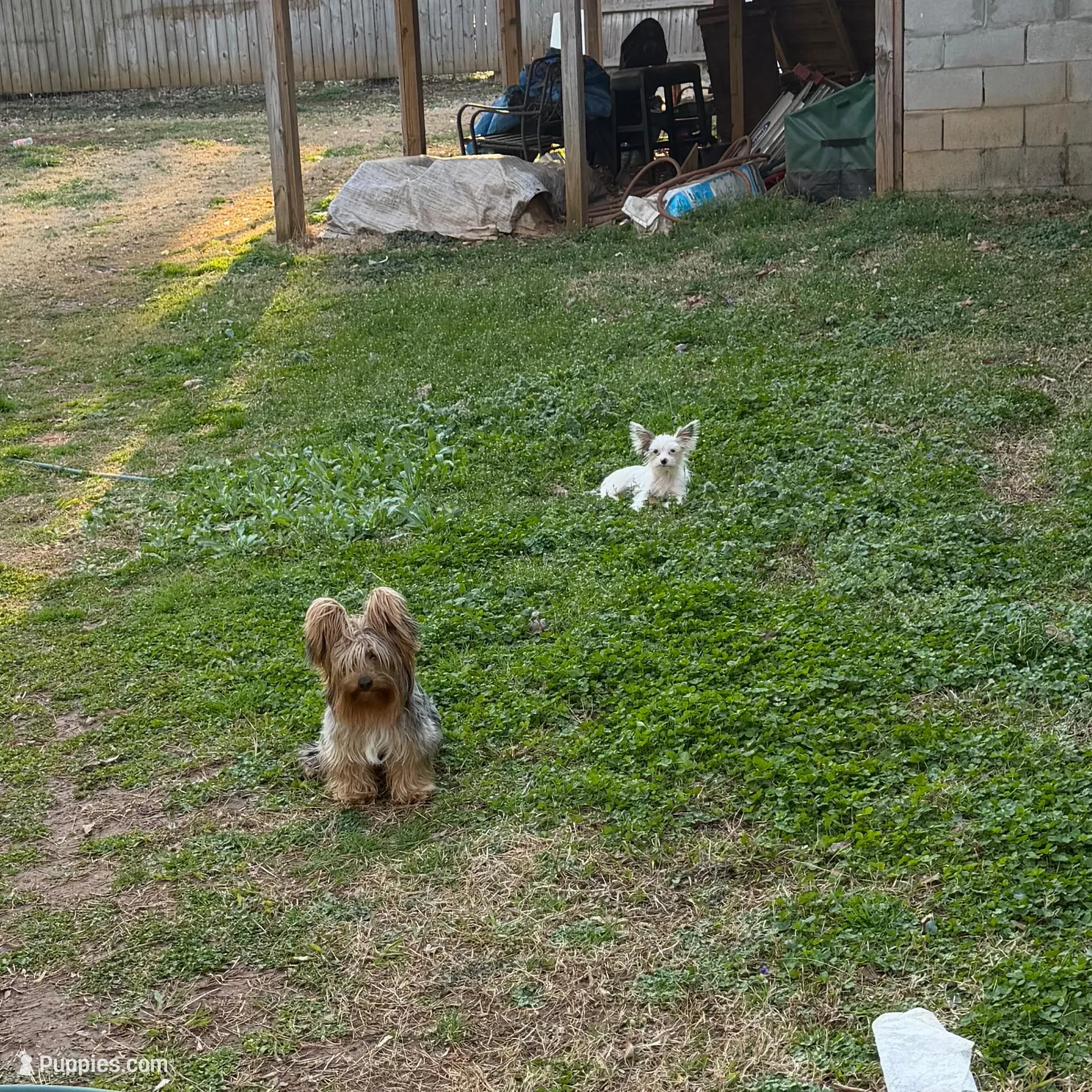 Kreme, a male Yorkshire Terrier and Biewer for sale in Madison, AL – Photo 6 of 6
