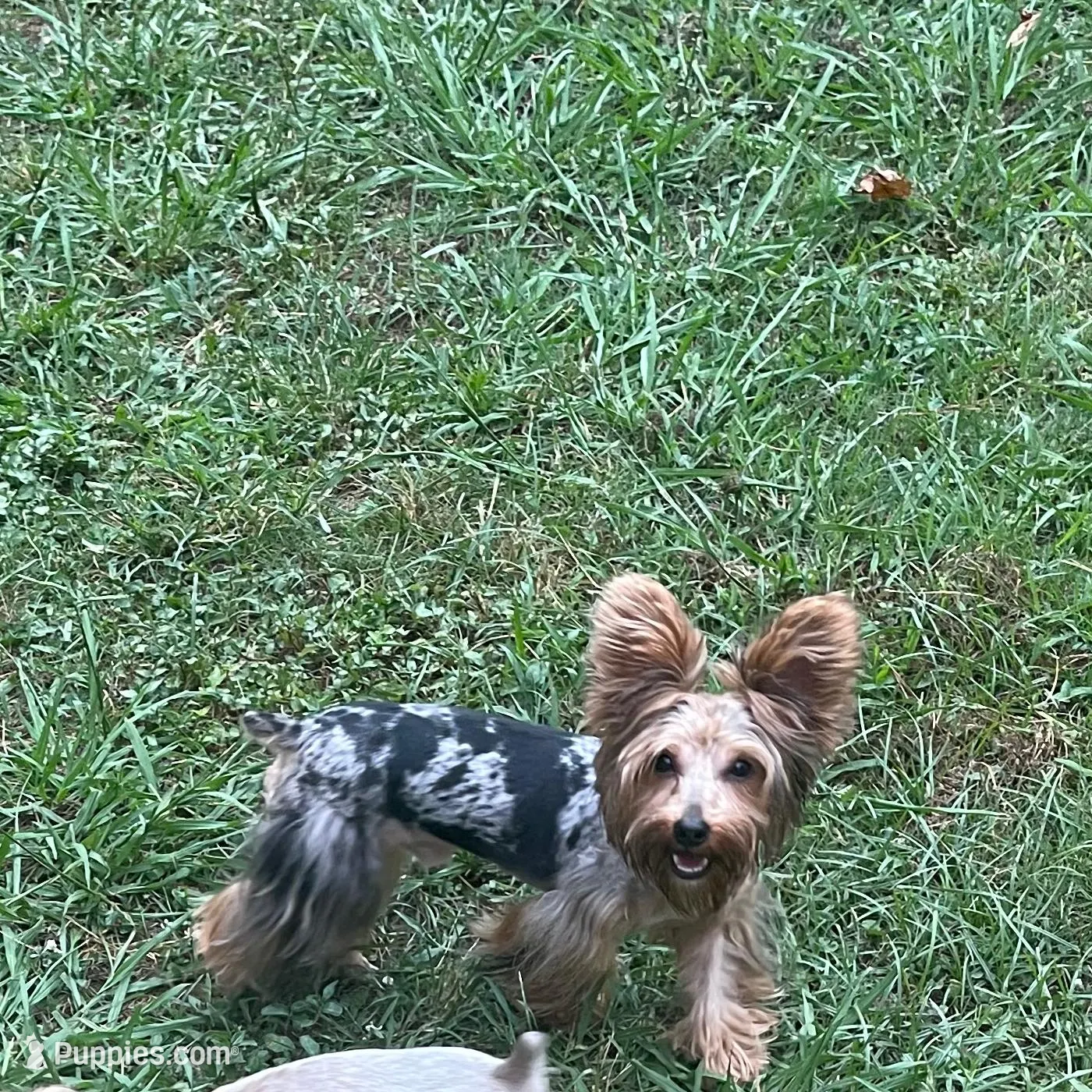Kreme – Yorkshire Terrier, Biewer puppy for sale in Madison, AL