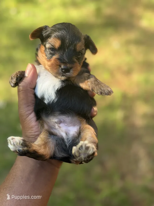 black & tan – Yorkshire Terrier puppy for sale in Madison, AL