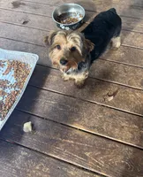 Standard Male Yorkie Poo, a male Yorkipoo and Yorkshire Terrier for sale in Harvest, AL – 2 of 8