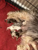 Chocolate Male, a male Yorkshire Terrier and Biewer for sale in Madison, AL – 3 of 3