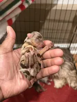 Chocolate Male, a male Yorkshire Terrier and Biewer for sale in Madison, AL – 2 of 3