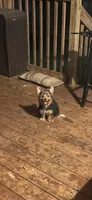 Black & Tan Male , a male Yorkshire Terrier for sale in Madison, AL – 2 of 6