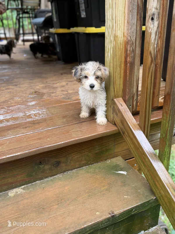Parti Male-(Runt)  – Yorkshire Terrier puppy for sale in Madison, AL