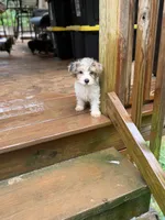 Parti Male, a male Yorkshire Terrier for sale in Madison, AL – 1 of 3