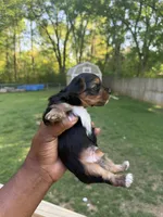 black & tan, a male Yorkshire Terrier for sale in Madison, AL – 2 of 6