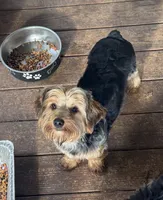 Standard Male Yorkie Poo, a male Yorkipoo and Yorkshire Terrier for sale in Harvest, AL – 3 of 8