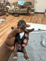Traditional Male Yorkie , a male Yorkshire Terrier for sale in Madison, AL – Photo 4 of 6