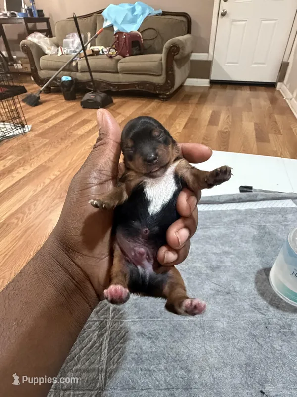 Traditional Male Yorkie  – Yorkshire Terrier puppy on hold in Madison, AL