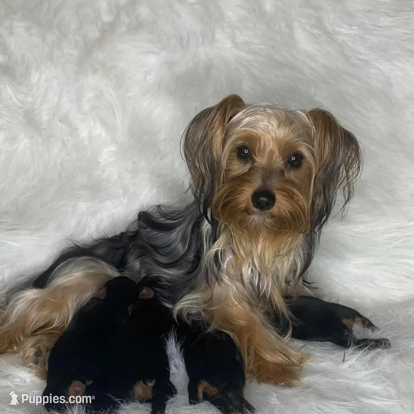 Traditional Male Yorkie , a male Yorkshire Terrier for sale in Madison, AL – Photo 6 of 6