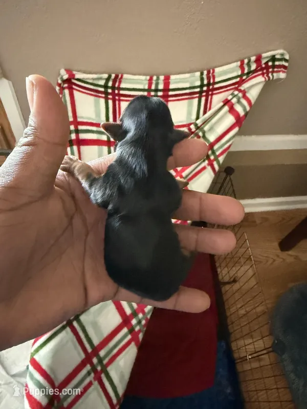 Traditional Male Yorkie  – Yorkshire Terrier puppy for sale in Madison, AL