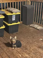 Black & Tan Male , a male Yorkshire Terrier for sale in Madison, AL – 4 of 6