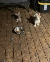 White Parti Male, a male Yorkshire Terrier for sale in Madison, AL – 1 of 4