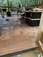 White Parti Male, a male Yorkshire Terrier for sale in Madison, AL – 4 of 4