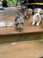 Parti Male, a male Yorkshire Terrier for sale in Madison, AL – 3 of 3