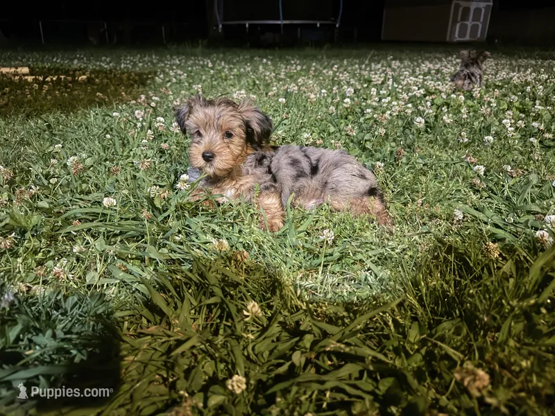 Standard Size Male  – Yorkshire Terrier puppy for sale in Madison, AL