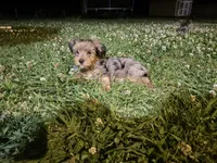 Standard Size Male , a male Yorkshire Terrier for sale in Madison, AL – 1 of 7