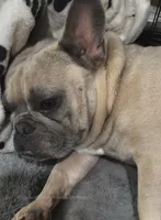 AK(A**Kicker), a male French Bulldog for sale in Madison, AL – 3 of 3