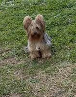 Kreme, a male Yorkipoo and Yorkshire Terrier for sale in Madison, AL – 6 of 7