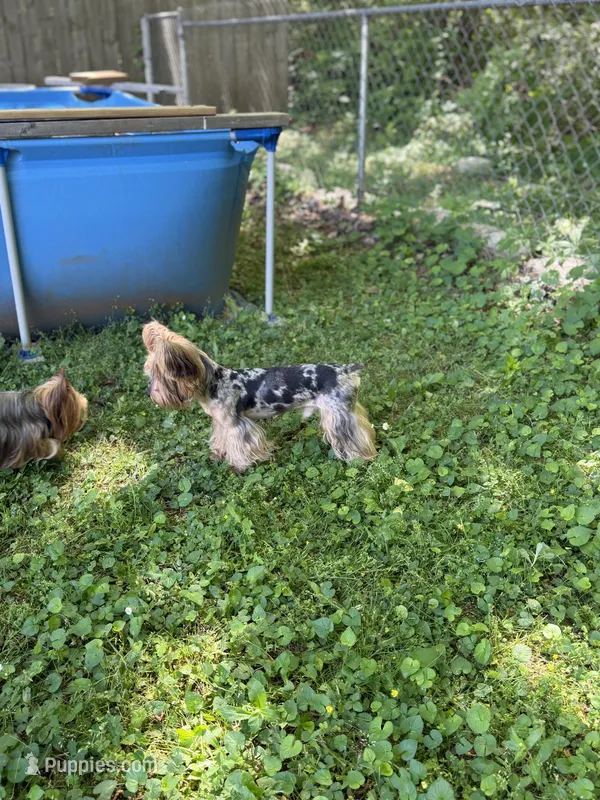 Kreme – Yorkipoo, Yorkshire Terrier puppy for sale in Madison, AL