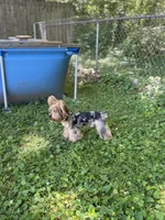 Kreme, a male Yorkipoo and Yorkshire Terrier for sale in Madison, AL – 2 of 7