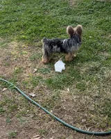 Kreme, a male Yorkipoo and Yorkshire Terrier for sale in Madison, AL – 5 of 7