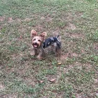 Kreme, a male Yorkipoo and Yorkshire Terrier for sale in Madison, AL – 3 of 7