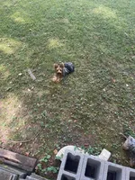 Kreme, a male Yorkipoo and Yorkshire Terrier for sale in Madison, AL – 7 of 7