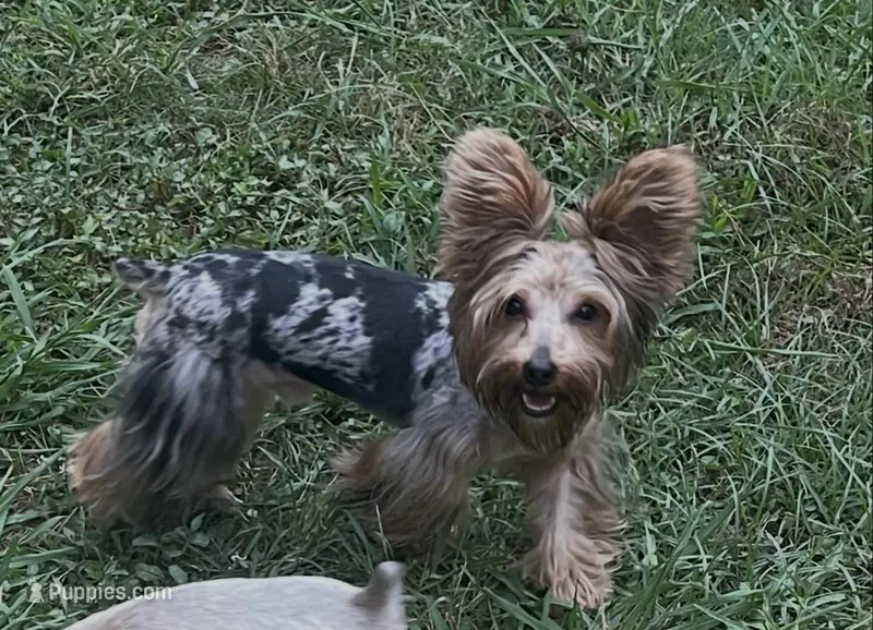 Kreme – Yorkipoo, Yorkshire Terrier puppy for sale in Madison, AL