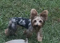Kreme, a male Yorkipoo and Yorkshire Terrier for sale in Madison, AL – 4 of 7