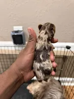 Chocolate Male, a male Yorkshire Terrier and Biewer for sale in Madison, AL – 3 of 5