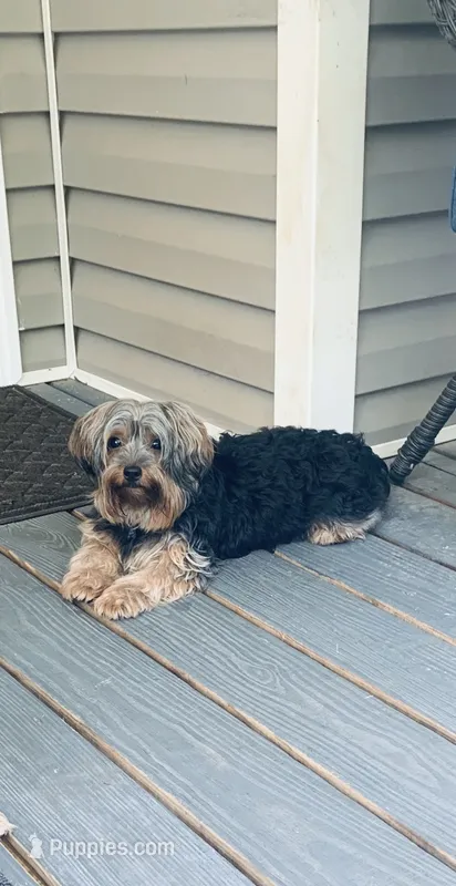 Standard Male Yorkie Poo – Yorkipoo, Yorkshire Terrier puppy for sale in Madison, AL