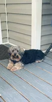Standard Male Yorkie Poo, a male Yorkipoo and Yorkshire Terrier for sale in Madison, AL – 1 of 3