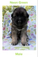 Neon Green, a male German Shepherd Dog and Siberian Husky for sale in Lansing, MI – 1 of 1