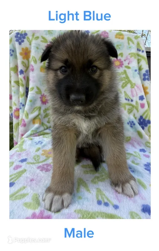Blue – German Shepherd Dog, Siberian Husky puppy for sale in Lansing, MI