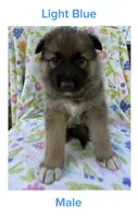 Blue, a male German Shepherd Dog and Siberian Husky for sale in Lansing, MI – 1 of 1