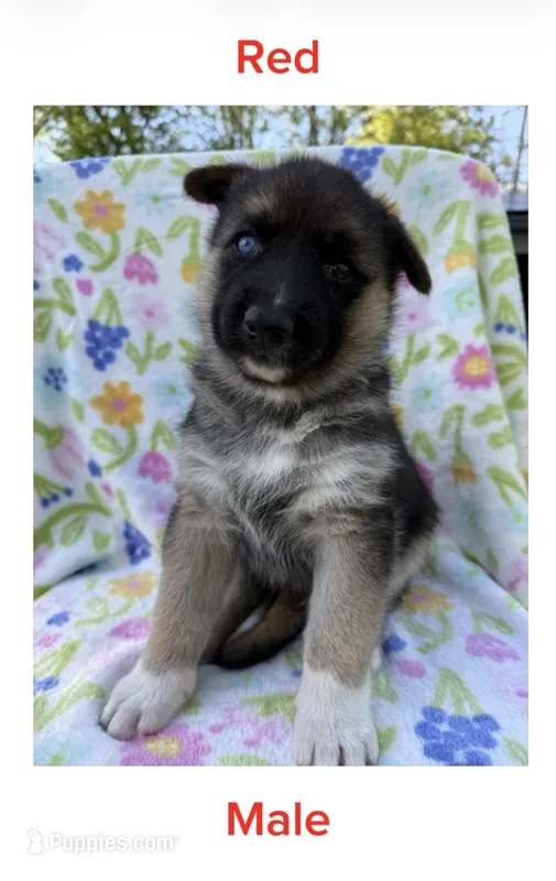 Red – German Shepherd Dog, Siberian Husky puppy for sale in Lansing, MI