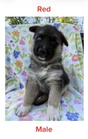 Red, a male German Shepherd Dog and Siberian Husky for sale in Lansing, MI – 1 of 1