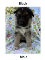 Black, a male German Shepherd Dog and Siberian Husky for sale in Lansing, MI – 1 of 1