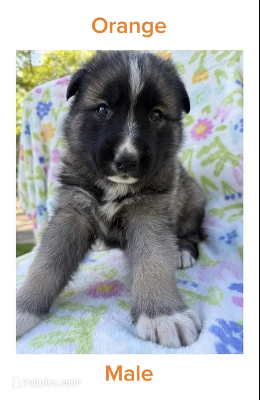 Orange – German Shepherd Dog, Siberian Husky puppy for sale in Lansing, MI