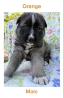 Orange, a male German Shepherd Dog and Siberian Husky for sale in Lansing, MI – 1 of 1