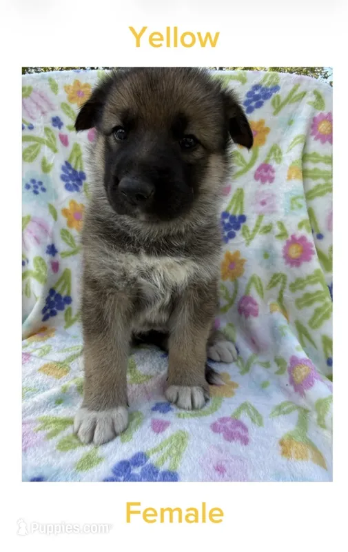 Yellow  – German Shepherd Dog, Siberian Husky puppy for sale in Lansing, MI