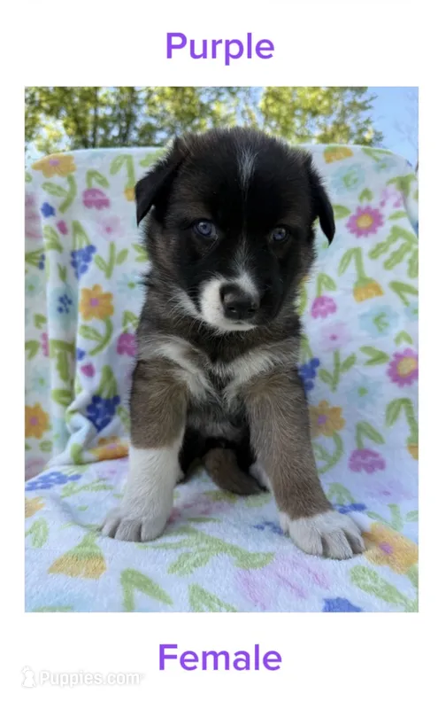 Purple – German Shepherd Dog, Siberian Husky puppy for sale in Lansing, MI